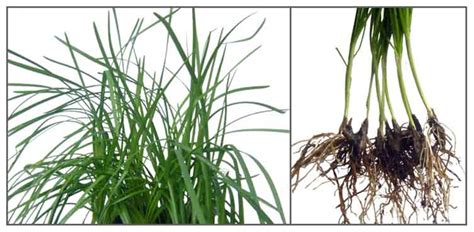chives in bisaya